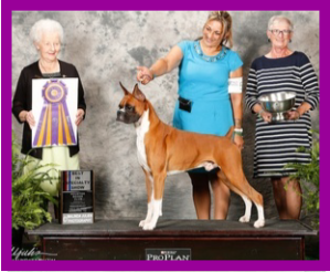 Grand Champion Boxer