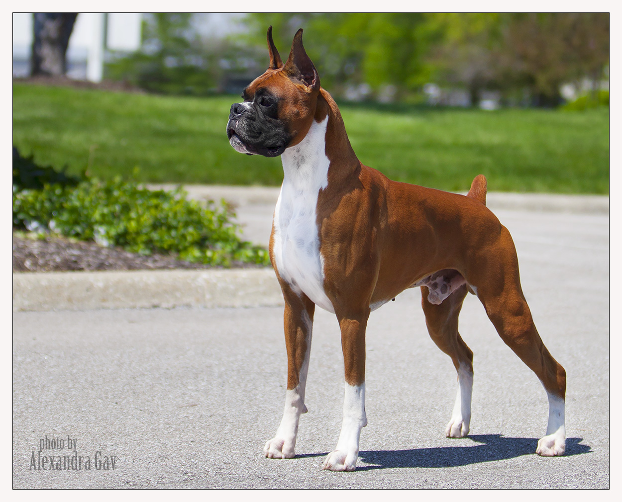 “Ruger” – Vincenza Boxers